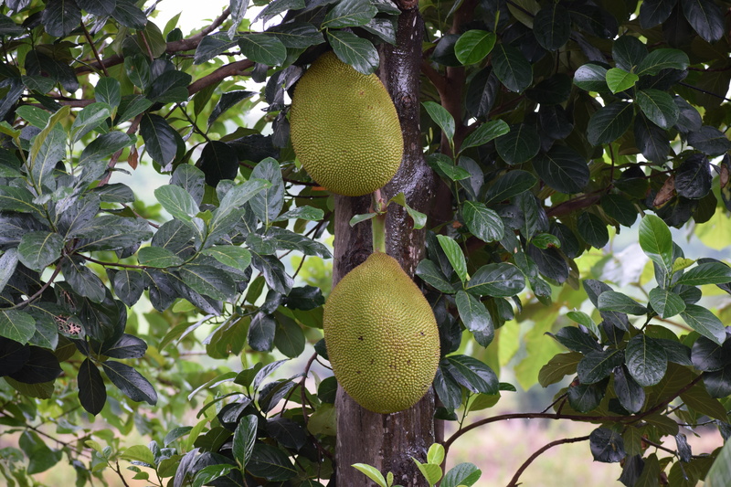 sweet, food, kiwi, nature, agriculture, vitamin, fruit tree, no people, home, delicious, green color, growth, tasty, lemon, wellbeing, tree, 5K, food and drink