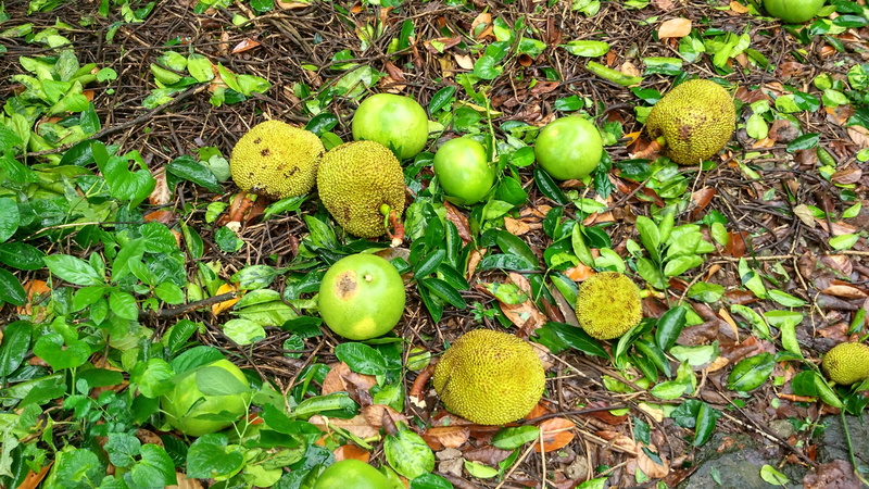 no people, food and drink, day, fruit, plant part, high angle view, green color, outdoors, nut, tree, jackfruit, freshness, wellbeing, healthy eating, field