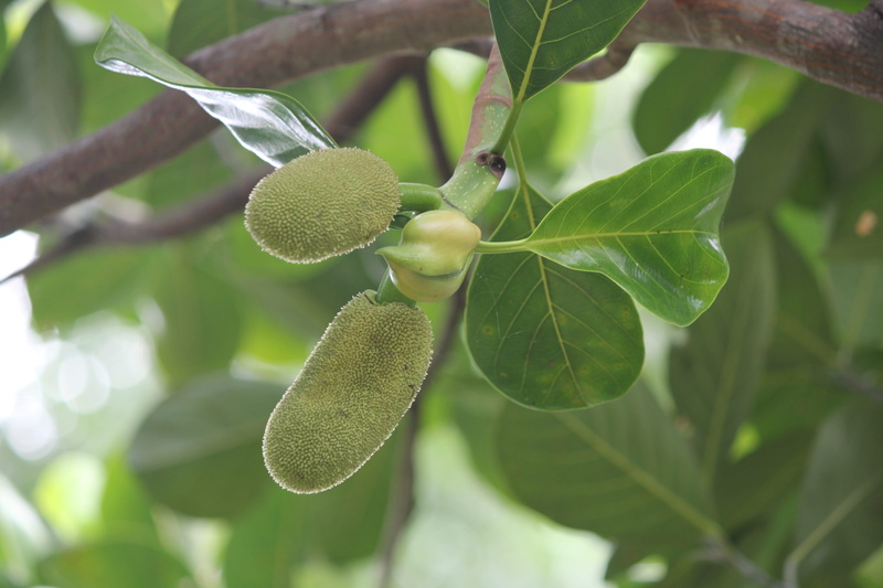 branch, unripe, growth, fruit, food, leaf, plant, focus on foreground, healthy eating, outdoors, freshness, close-up, jackfruit, no people, plant part
