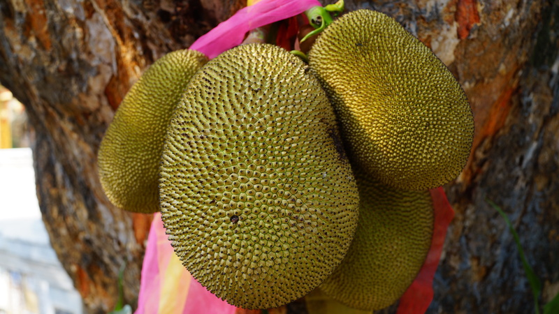 wellbeing, growth, focus on foreground, thailand, warm clothing, food and drink, healthy eating, fruit, green, jackfruit, day, 5K, trunk, pink color, food