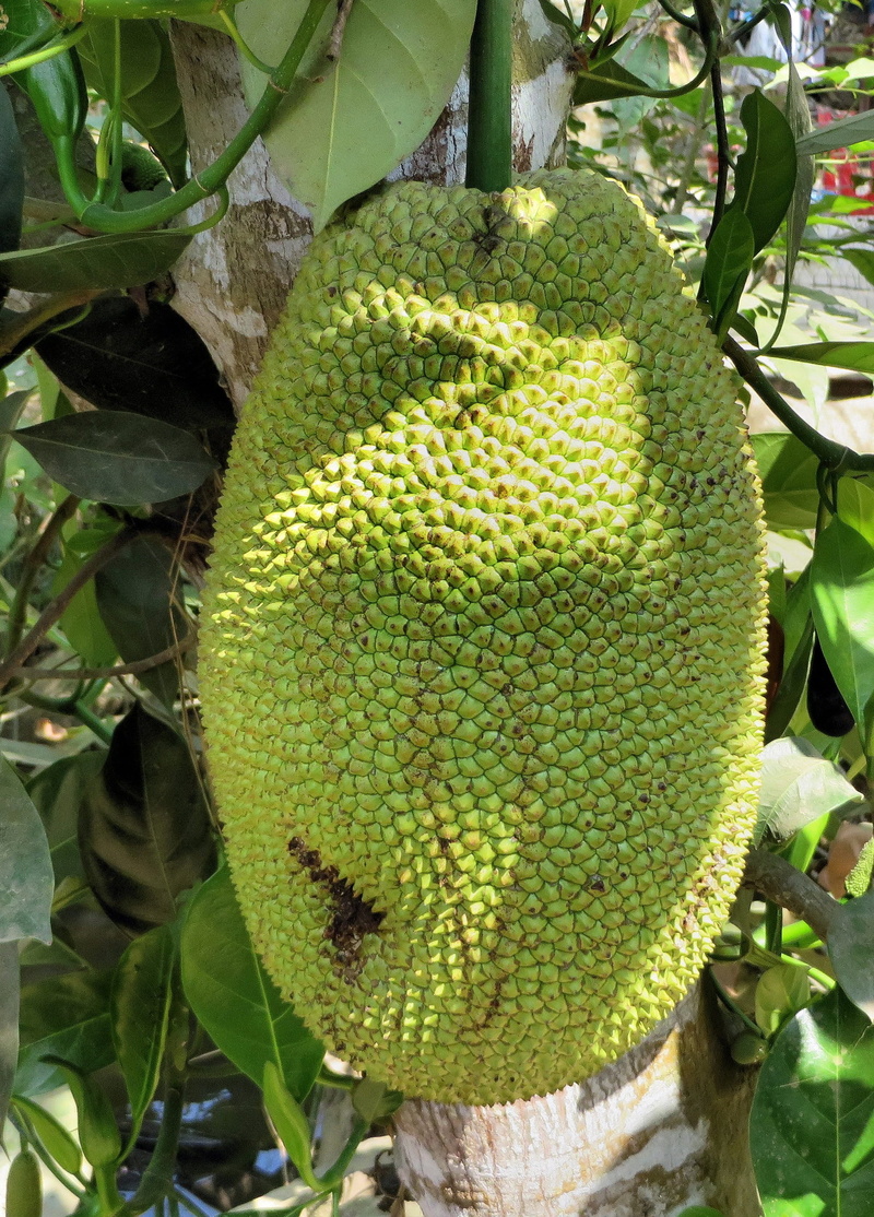 cactus, artocarpus heterophyllus, no people, growth, nature, healthy eating, Thailand, jacques, wellbeing, green color, thorn, Fruit, plant, tree, cauliflorous