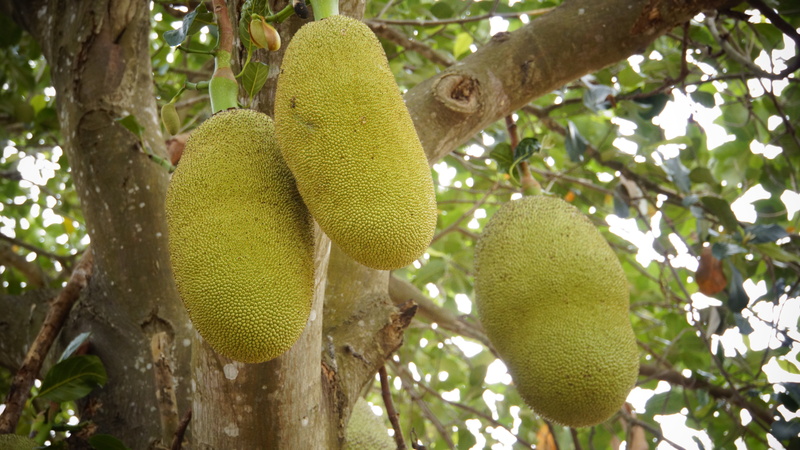 no people, low angle view, animal, focus on foreground, plant, tree trunk, animal themes, 5K, outdoors, plant part, growth, jackfruit, yellow, thailand fruit