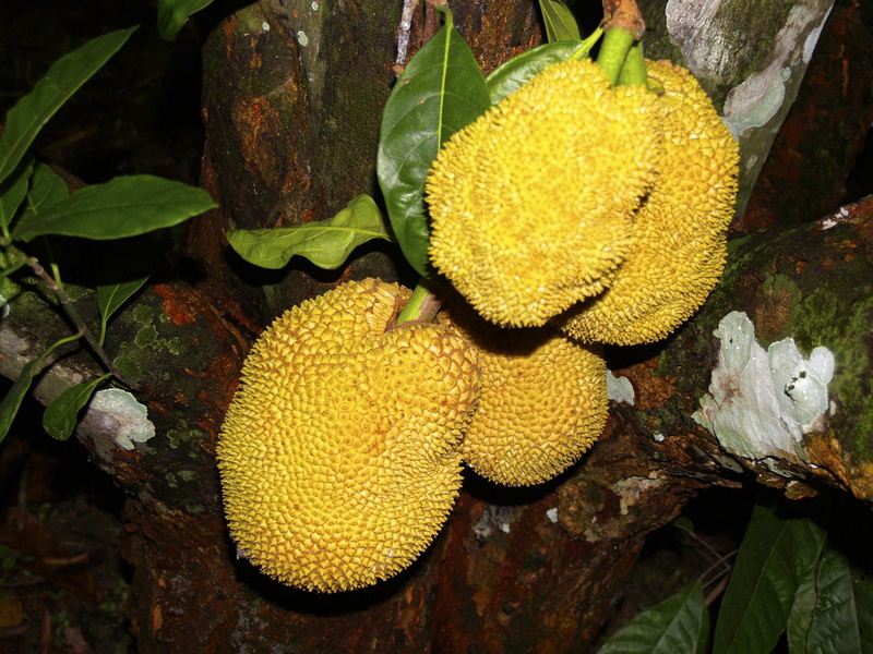 close-up, beauty in nature, brazil, food, plants, leaf, jackfruit, nature, plant part, tree, fruit, 2K, growth, day, freshness, ripe, green color, rio de janeiro
