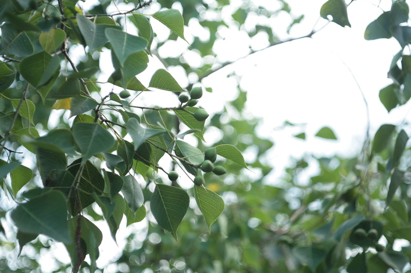 quince, cherry, citrus fruit, sky, plant part, nature, tranquility, oak, fig, day, no people, blossom, beauty in nature, outdoors, leaf, bird, close-up