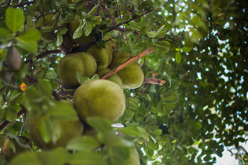 juicy, outdoors, tree, day, unripe, agriculture, green, raw, vitamin, ripe, leaf, diet, close-up, green color, food, healthy, nature, jack, tropical, texture