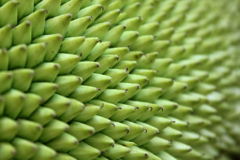 Jack Fruit, full frame, close-up, abundance, tropical Climate, food and drink, Tree, Tender, green Color, raw food, healthy eating, thailand, wellbeing