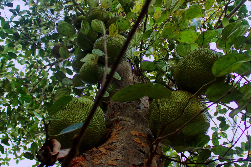 growth, sweet, delicious, plant part, hanging, green color, food and drink, no people, wellbeing, day, branch, jackfruit, food, healthy eating, plant, leaf