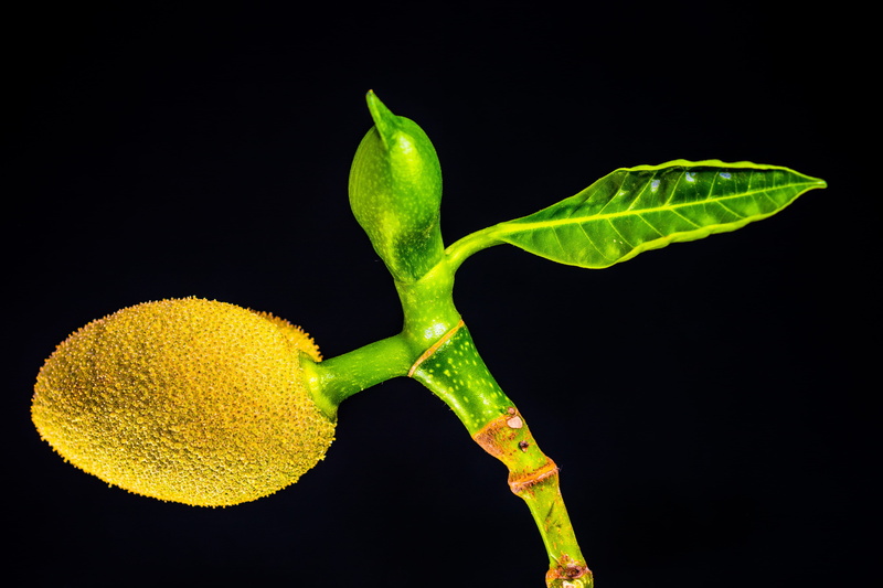 black background, single object, tropical, healthy eating, nature, close-up, growth, leaf, indoors, Young, Jack, freshness, fruit, plant part, Jackfruit