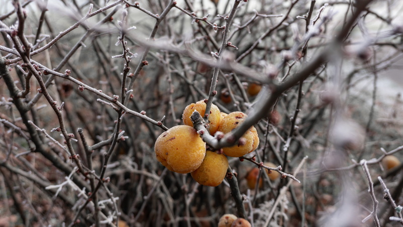 bare tree, apple, food and drink, yellow, glass, tree, twig, vegetable, branch, ripe, grain, persimmon, close-up, fruit, nature, citrus fruit, no people