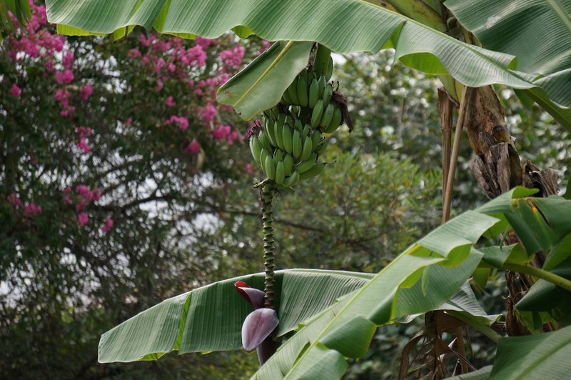 food, araceae, animal, fruit, banana, curtain, flowering plant, blossom, mango, produce, green color, flower, purple, day, jackfruit, papaya, banana tree