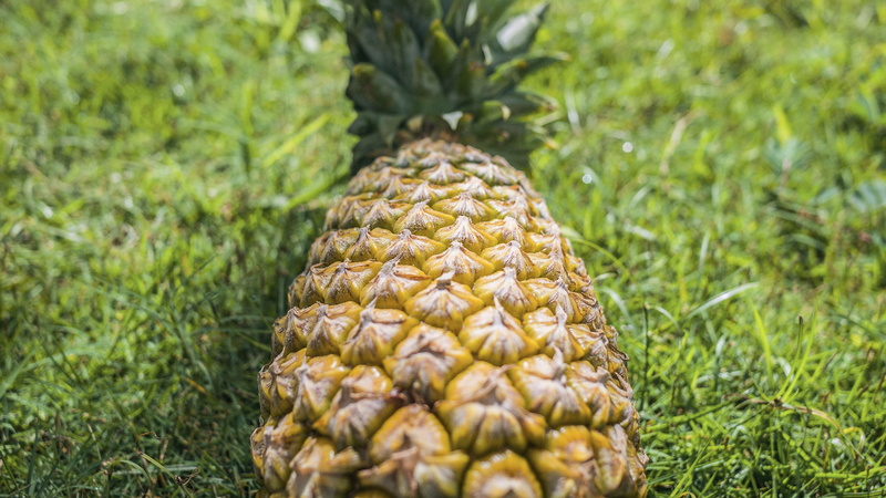 close-up, leek, no people, freshness, fractal, food and drink, conifer, larch, mammal, jackfruit, grass, melon, wildlife, nature, produce, pattern, green color