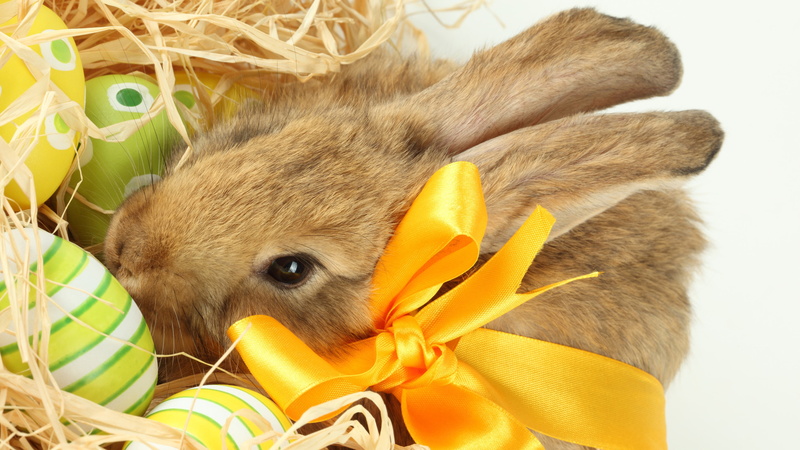 indoors, animals in the wild, close-up, animal themes, one animal, pets, young animal, flower, rabbit - animal, rodent, vertebrate, celebration, teddy