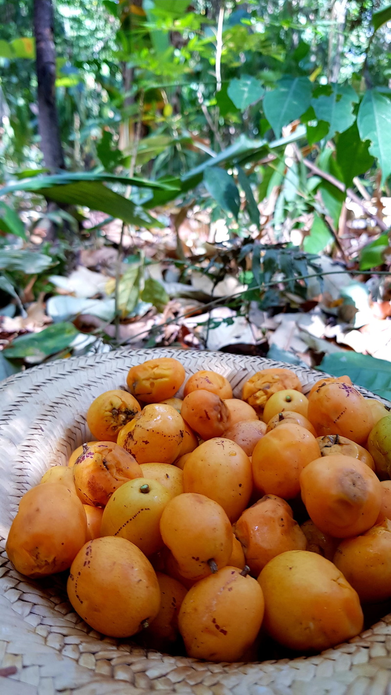 plum, persimmon, fruit, taperebá, tree, plant, 4K, apricot, orange color, lentil, freshness, food and drink, nature, bean, leaf, growth, day, close-up