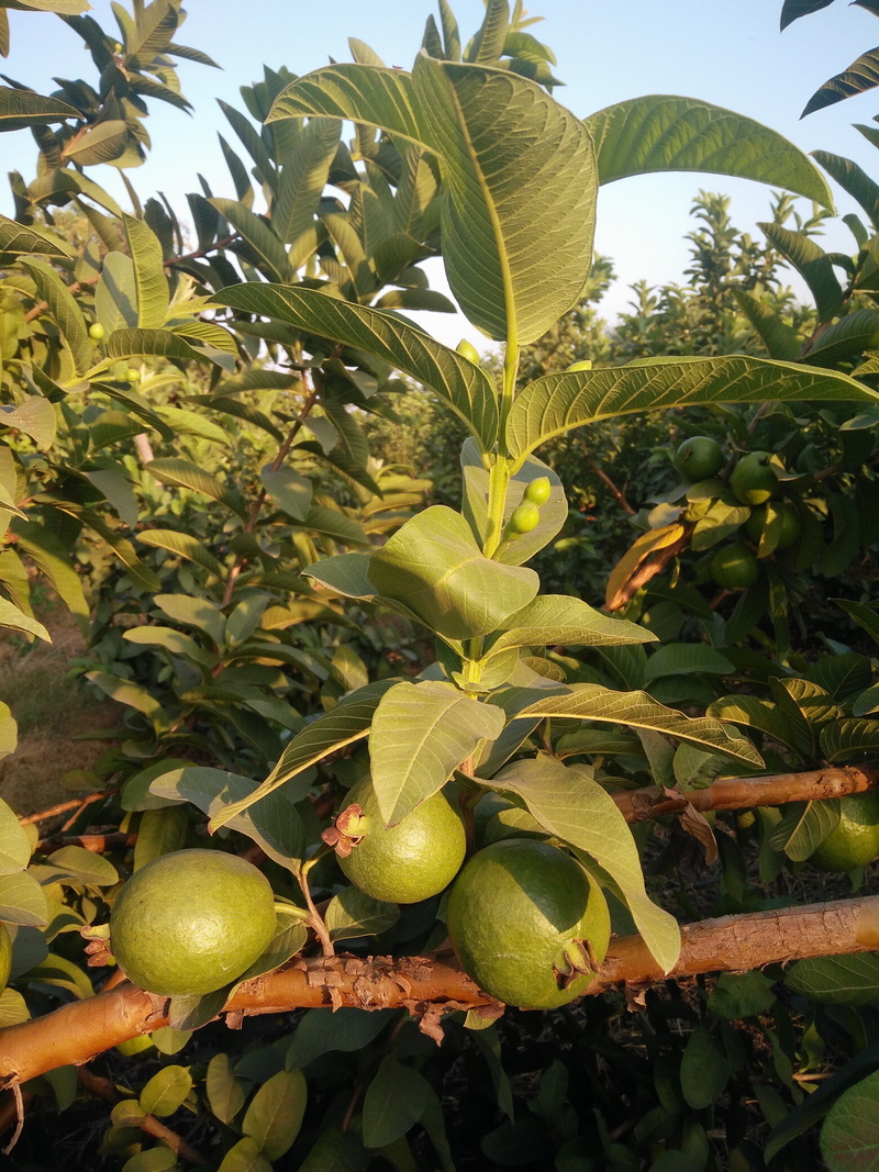 nature, plant part, food and drink, guava plant, tropical fruits, 4K, agriculture, outdoors, growth, no people, guava, green color, leaf, plant, tree