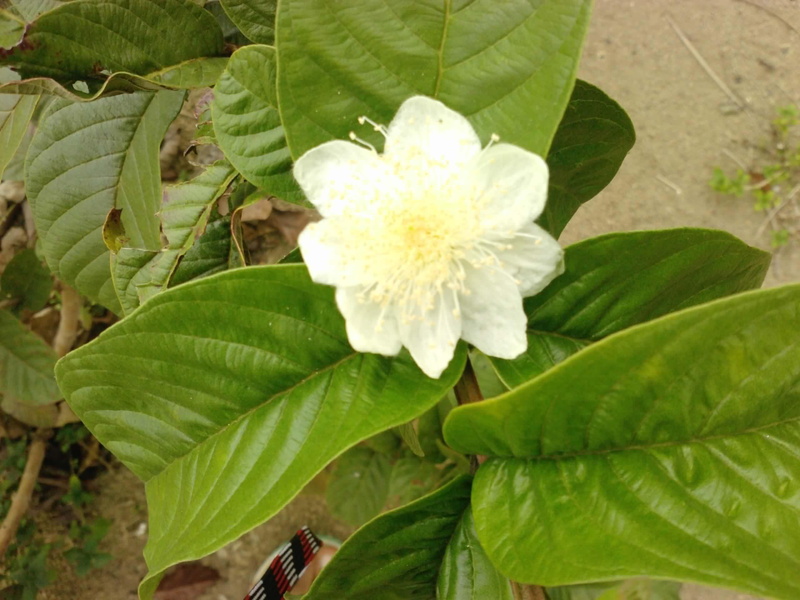 nature and landscapes, jamu, biji, 2K, bunga, kembang, guava, flower
