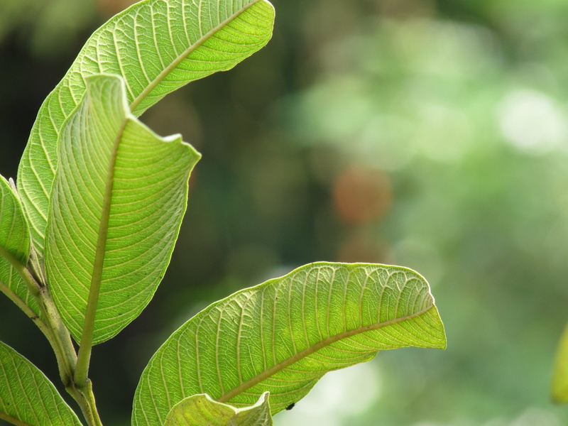 freshness, outdoors, growth, plant part, 4K, natural pattern, fragility, green color, leaf vein, nature, no people, plant, guava leaves, tranquility, leaves