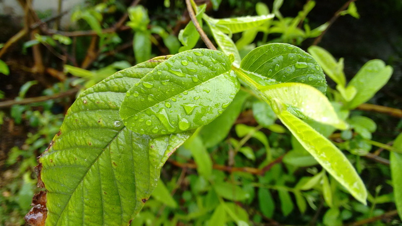day, branches, rain, 2K, guava, growth, nature, raindrop, plant part, water, beauty in nature, outdoors, rainy season, freshness, green color, green, no people