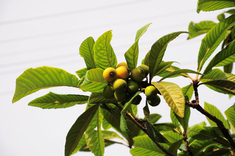 wellbeing, malta plum, outdoors, organic, low angle view, new world fruit, fruit tree, agriculture, green color, fruits, leaf, close-up, growth, yellow