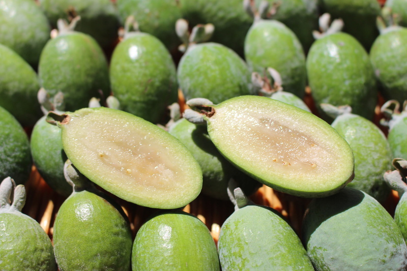 5K, high angle view, healthy eating, feijoas, selective focus, food, large group of objects, freshness, acca, day, backgrounds, green color, indoors, food and drink