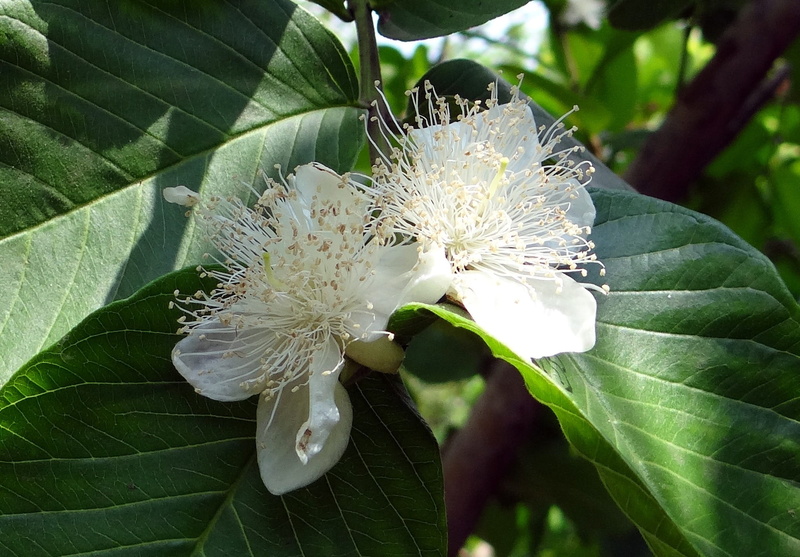 outdoors, fragility, plant, Flower, vulnerability, flowering plant, dharwad, inflorescence, green color, 1080P, flower head, guava leaf, nature, Leaf