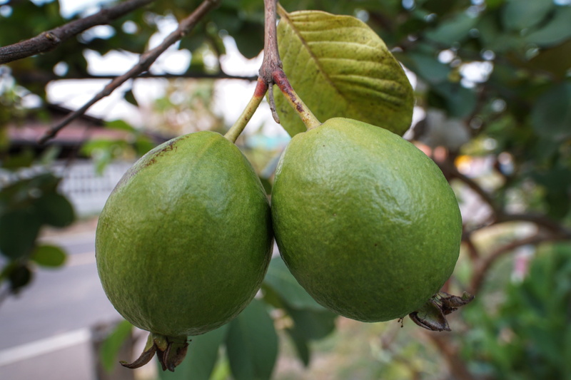 plant part, plant, outdoors, day, apple like, nature, wellbeing, crop, tree, hanging, leaf, food and drink, freshness, focus on foreground, guava, green color