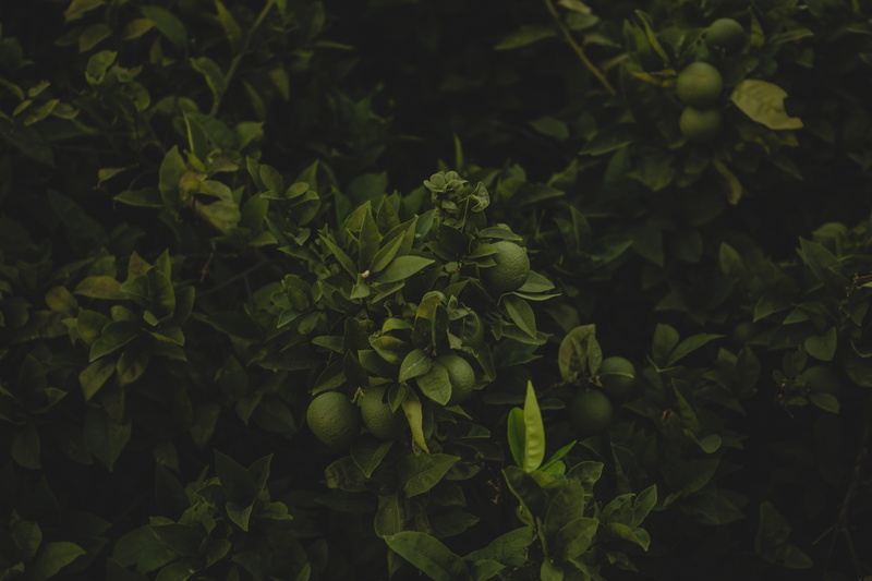tree, green, guava, outdoors, fruit, botany, growth, abstract, forest, environment, nature, matte, organic, dark, close-up, chromatic, leaves, backgrounds