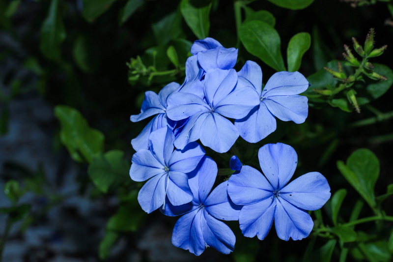 inflorescence, focus on foreground, plumbago, the dusky fog, close-up, no people, leaf, flowering plant, blue, fragility, vulnerability, plumbago guava