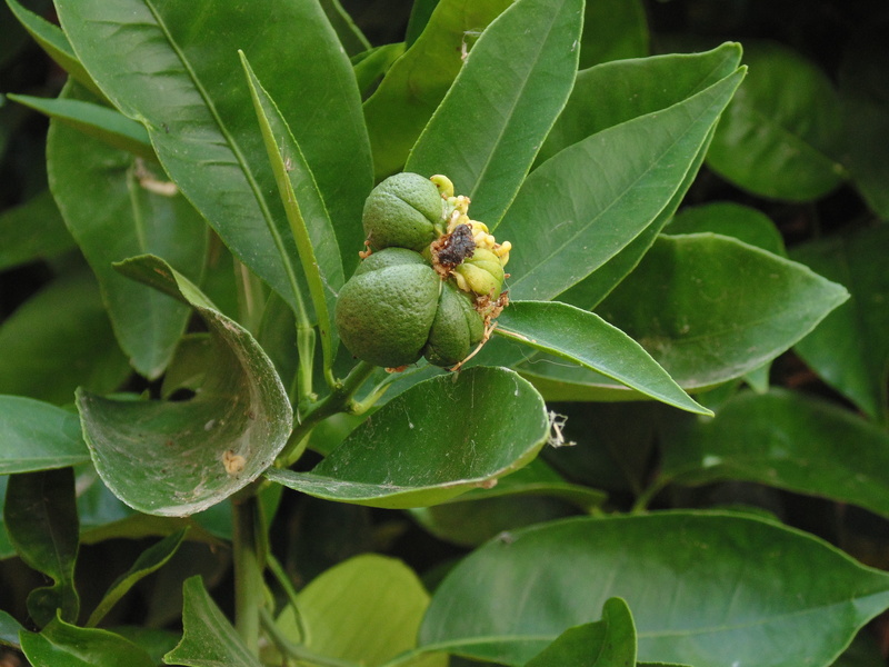 wellbeing, ripe, guava, nut, day, leaves, exotic, fruit, green, food, focus on foreground, plant part, close-up, food and drink, 5K, green color, healthy eating