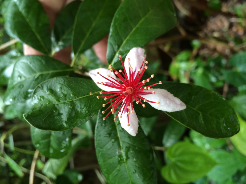 flowering, Bloom, Flower, inflorescence, fragility, Guava, growth, summer, green color, natural, flower head, close-up, flowering plant, beauty in nature