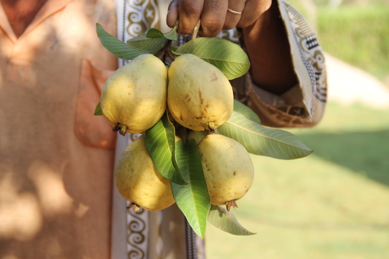 fruit, leaf, ripe, hanging, bunch, day, growth, close-up, focus on foreground, plant, plant part, freshness, irrigation, 2K, guava, wellbeing, healthy eating