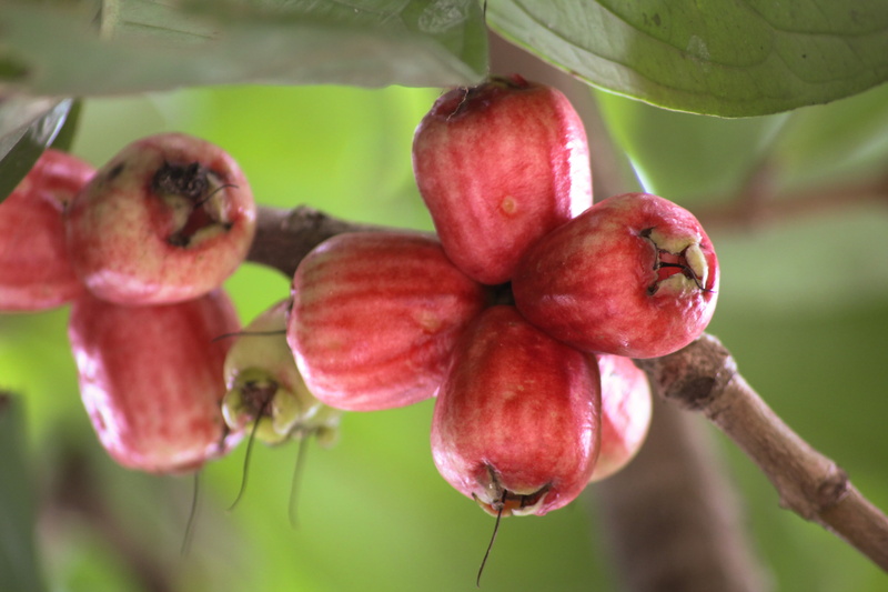 outdoors, branch, tree, agriculture, food, no people, nature, plant part, ripe, food and drink, 4K, guava, fruit, close-up, healthy eating, freshness