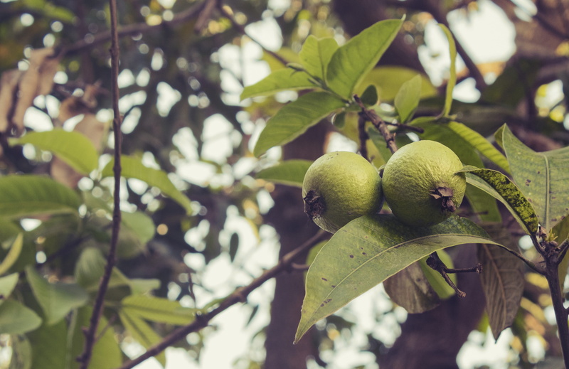 leaf, fruit tree, food, agriculture, day, growth, food and drink, nature, tree, wellbeing, fresh, tropical, focus on foreground, organic, healthy eating