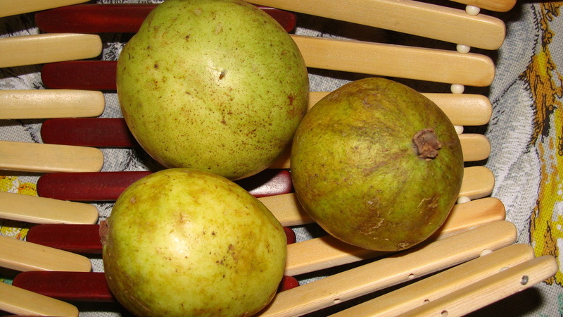1080P, guava