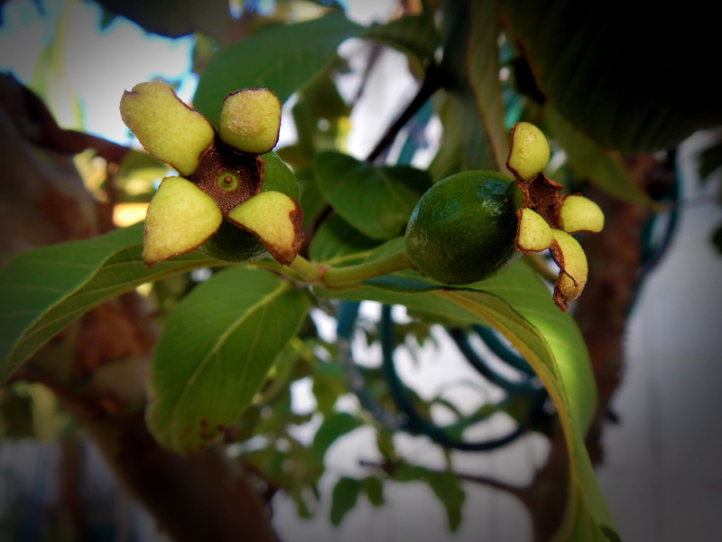 healthy eating, fruit, branch, tree, plant part, food, food and drink, no people, close-up, green color, growth, 4K, leaf, plant, tropical fruit, citrus fruit