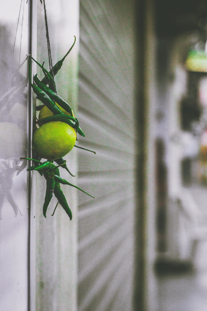 spicy, wall, outdoors, animal wildlife, green color, close-up, growth, animals in the wild, chili, building, beauty in nature, guava, selective focus, animal themes