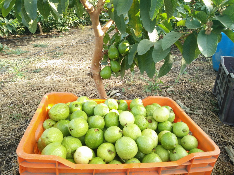 guava storage, field, guava packaging, guava picking, plant, container, growth, food, vegetable, basket, fruits, green color, food and drink, freshness