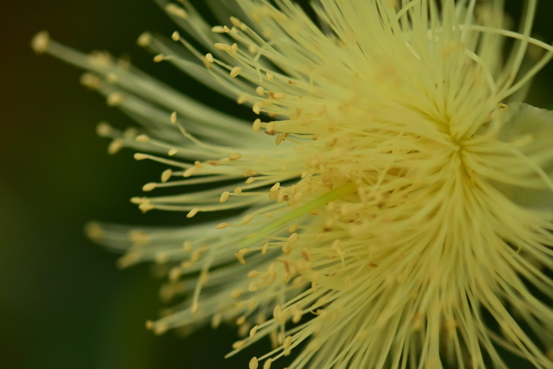 flower head, green color, growth, day, beauty in nature, pollen, needle - plant part, tranquility, pine tree, flowering plant, petal, 4K, needle, coniferous tree