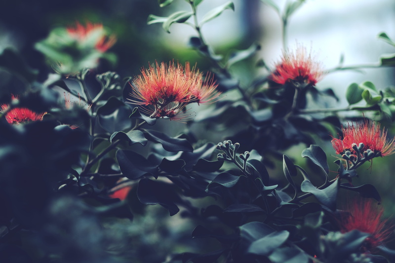 outdoors, leaves, day, petaled, green, 5K, flowers, fragility, flower, growth, botany, inflorescence, plant, nature, garden, selective focus, red, no people