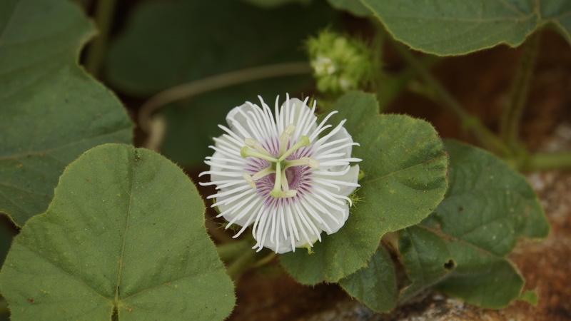 3 the elephant grass, kathokrok woods, purple, flower head, green color, 5K, beauty in nature, fragility, pollen, plant, inflorescence, freshness, coccinia grandis guava
