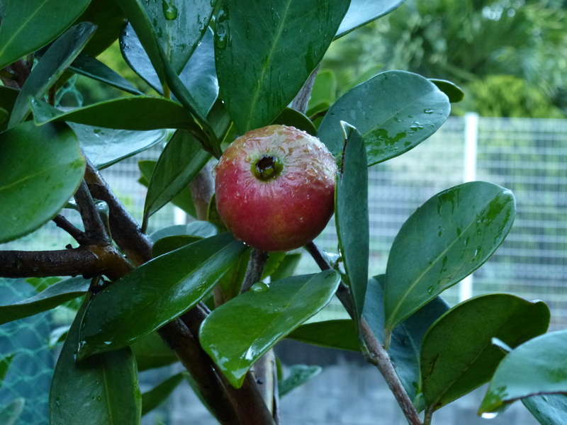tree, close-up, freshness, day, healthy eating, food and drink, green color, red fruit, nature, fruit tree, fruit, tropical fruit, wellbeing, plant part