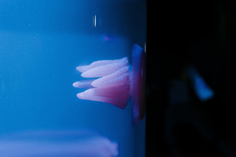 finger, animal, invertebrate, adult, sea life, transparent, aquatic, unrecognizable person, freshness, aquarium, jellyfish, fish, octopus, worm, water