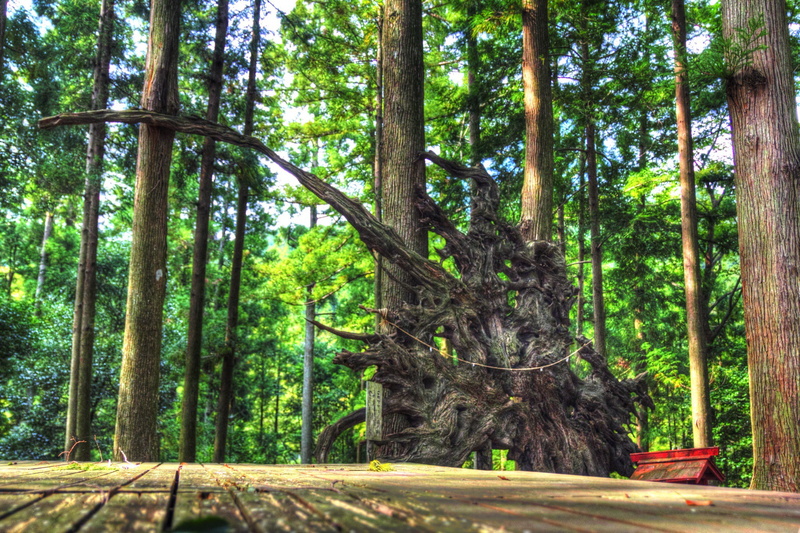 mysterious, old, Japan, temple, tree, variant, 1080P