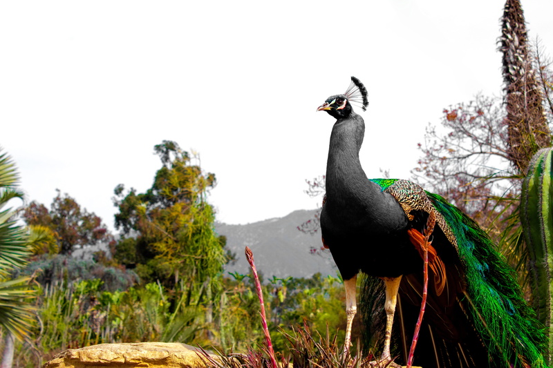 animal, standing, animal themes, nature, feathers, peacock, crest, bird, variant, male, animals in the wild, grey, animal wildlife, focus on foreground
