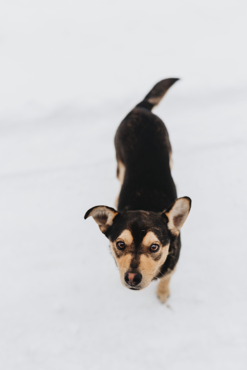 happy, pets, 4K, snow, pet, domestic, looking at camera, focus on foreground, love, canine, animal, cold temperature, cold, strange, domestic animals