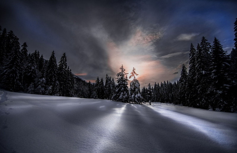 beauty in nature, pine trees, pine tree, land, sunlight, sunset, scenics - nature, landscape, plant, 720P, tranquility, coniferous tree, environment, tree