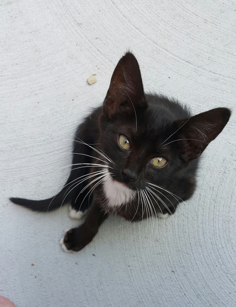 high angle view, animal body part, yellow eyes, no people, pets, cats eyes, animal themes, mammal, 1080P, animal, domestic animals, black and white, kitten