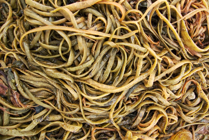 dry, indoors, wellbeing, rock pool, stack, yellow, abundance, complexity, fishing industry, weed, food, ribbon, pattern, full frame, italian food, 2K