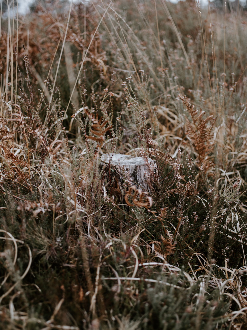 ground, no people, agropyron, frost, land, damaged, built structure, nut, dry, snow, grass, vegetable, abandoned, 8K, growth, day, lawn, field, tranquility