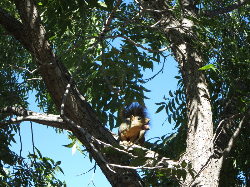 outdoor, primate, low angle view, green color, one animal, sitting, animals in the wild, rodent, animal themes, branch, day, wild, pecan, monkey, no people