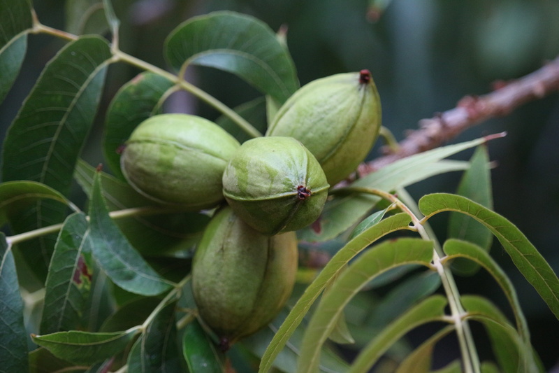 ball, acorn, beauty in nature, day, leaf, fruit, nogalera, vegetarian, plant, healthy eating, close-up, nuts, food and drink, 5K, walnut, freshness, immature